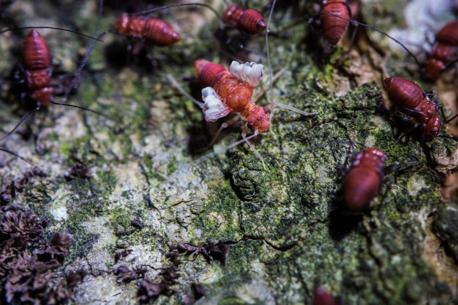 Red barklice insects clustered on a mottled green and brown tree trunk.