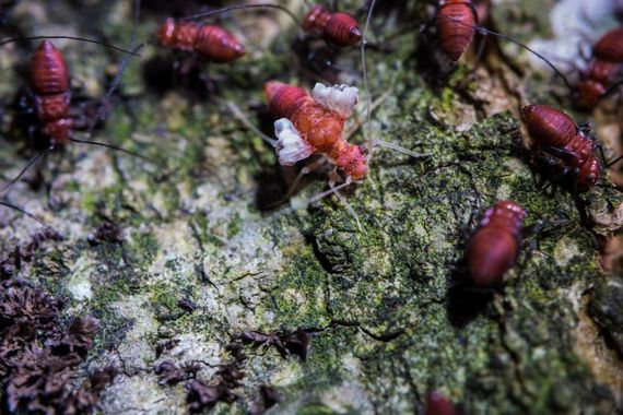 Red barklice insects clustered on a mottled green and brown tree trunk.