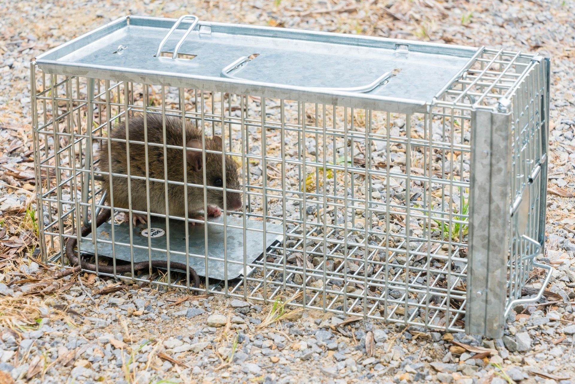 A rodent trapped inside a metal cage on a gravel surface.