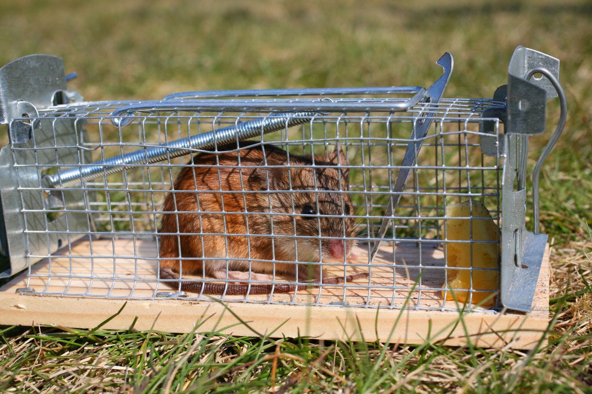 Mouse trapped inside a metal cage. Yellow bait visible. Outdoors on grass.