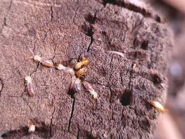 Termites on a piece of weathered wood, with visible tunnels and damage.