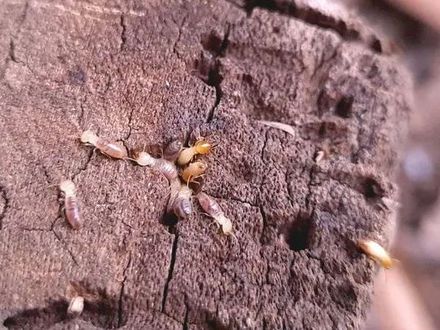 Termites on a piece of weathered wood, with visible tunnels and damage.