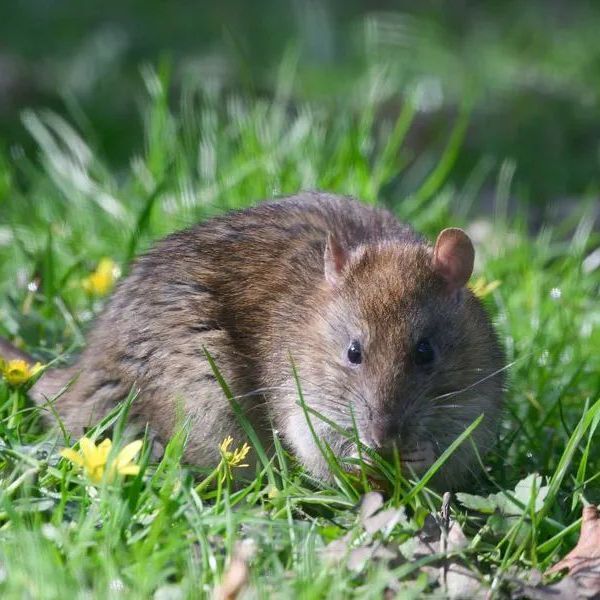 Brown rat in green grass, eating with small yellow flowers in background.