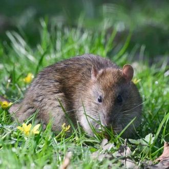 Brown rat in green grass, eating with small yellow flowers in background.