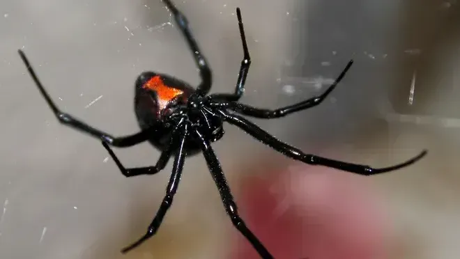 Black widow spider with red hourglass marking on its abdomen, on a web.