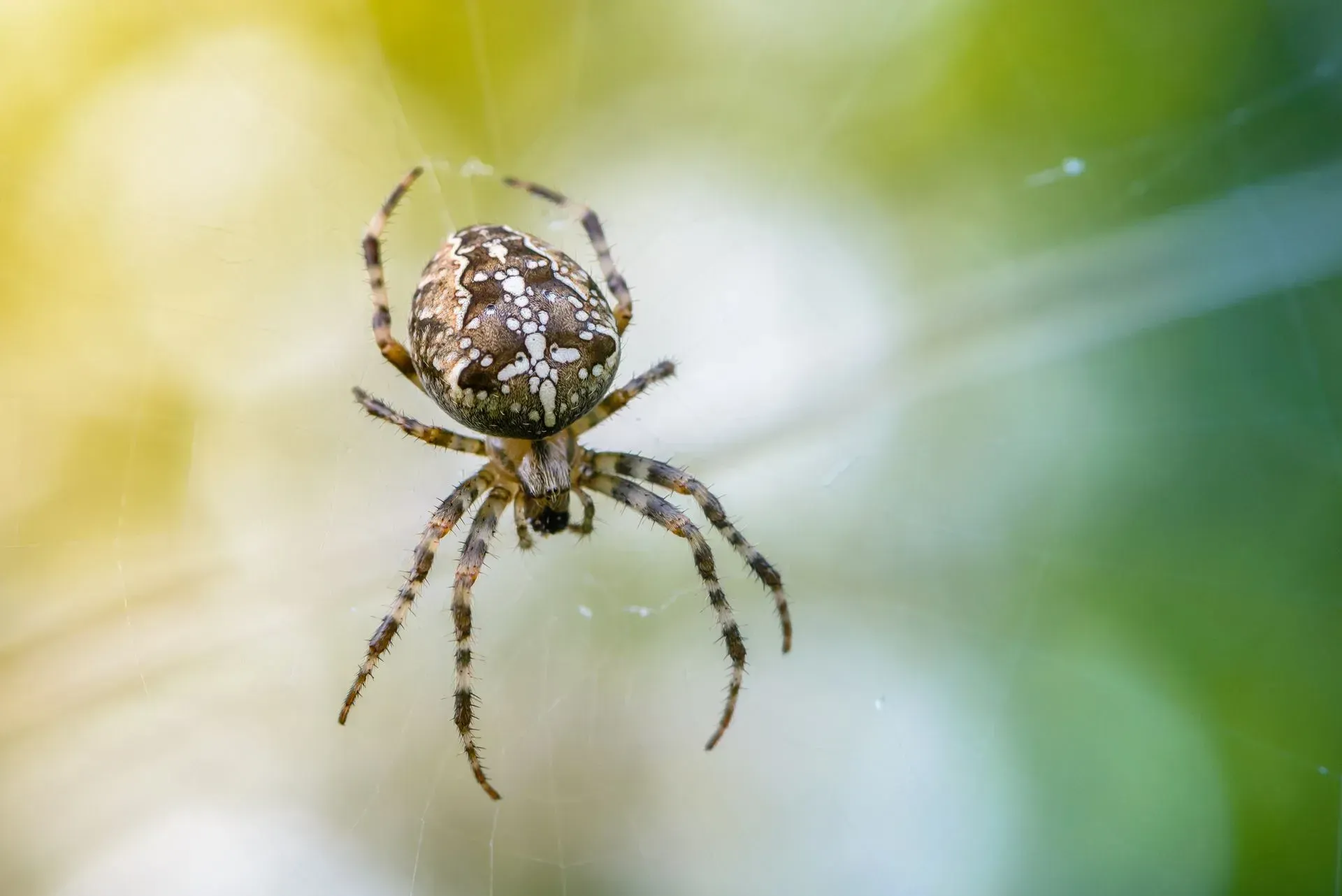 Spider with patterned body and striped legs in a web.