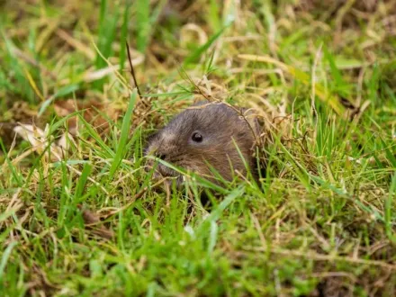 Termites on a piece of weathered wood, with visible tunnels and damage.