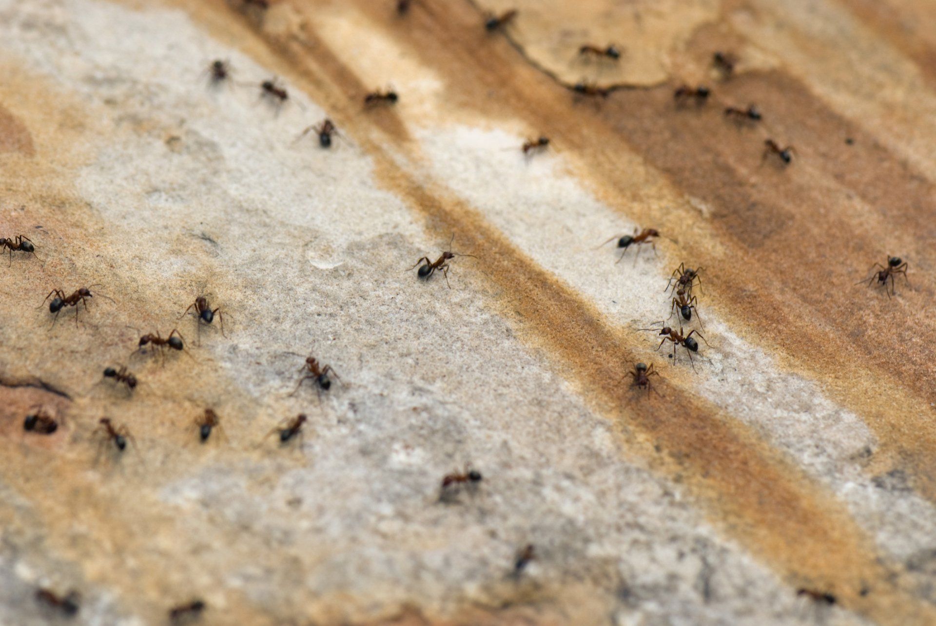 Ants Treatment — Dallas, TX — American Services, Inc.