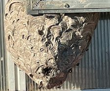 a large wasp nest is hanging from the side of a building.