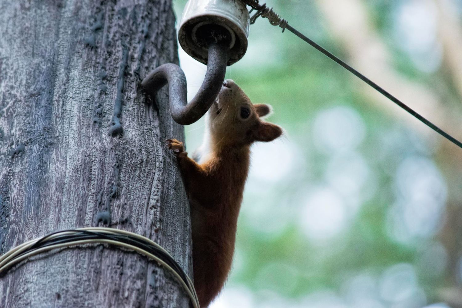 A squirrel is climbing up a power pole.