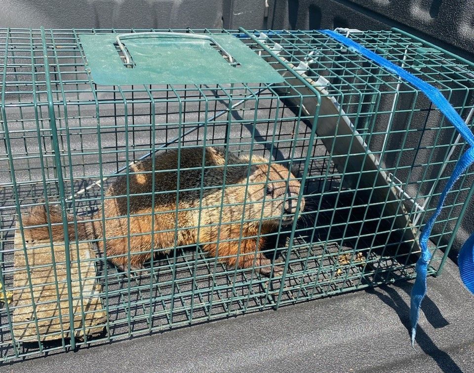 a squirrel is in a cage in the back of a truck