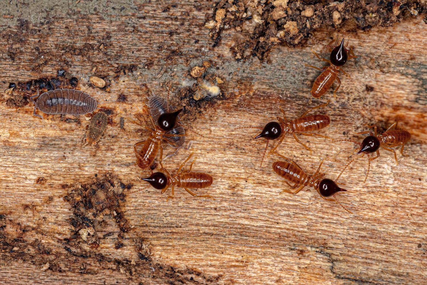 A group of termites are crawling on a piece of wood.