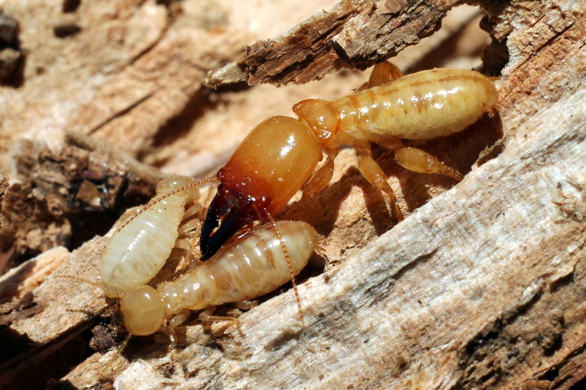 Two termites are crawling on a piece of wood.