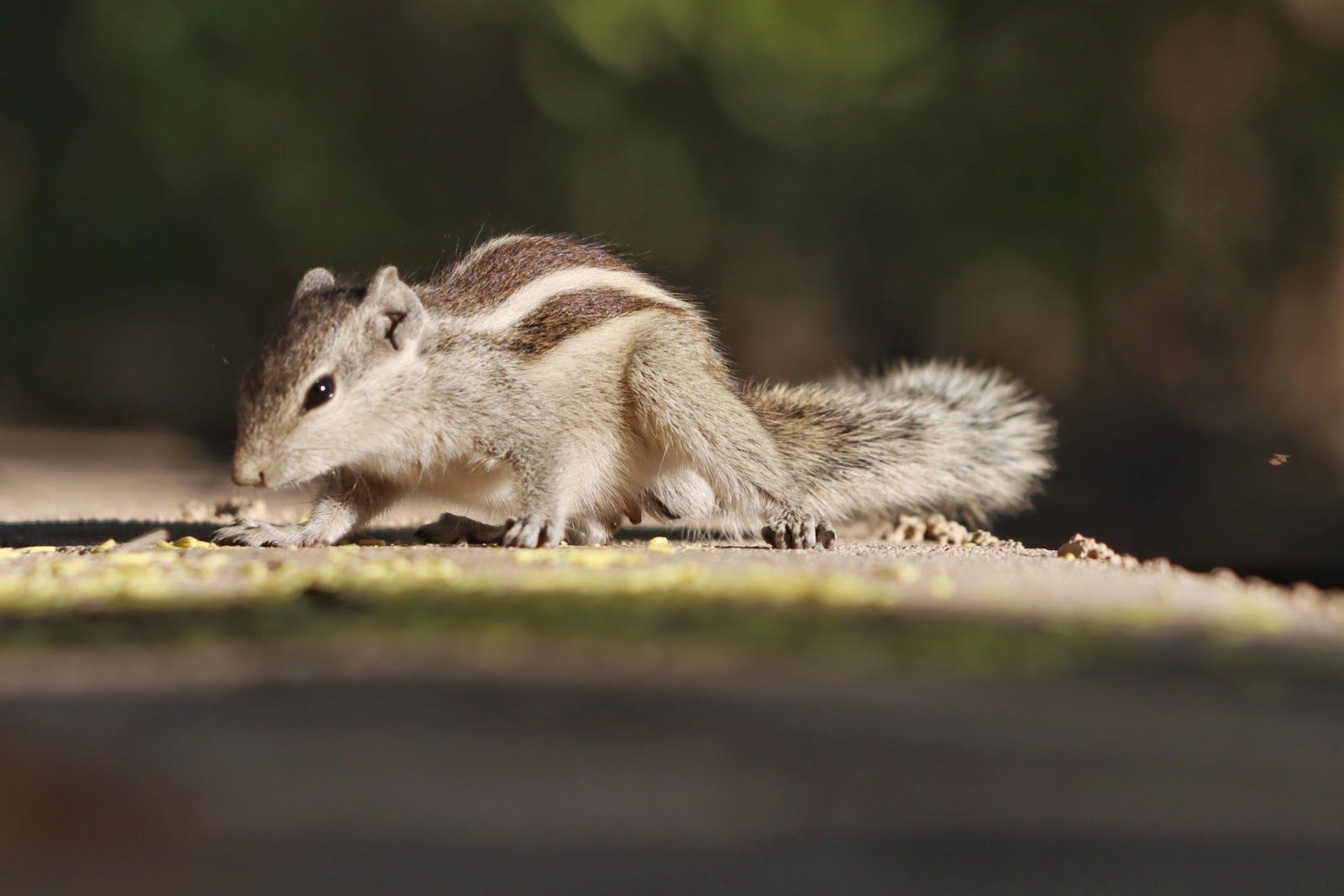 Squirrel with tan and white fur, stripes on its back, foraging outdoors.