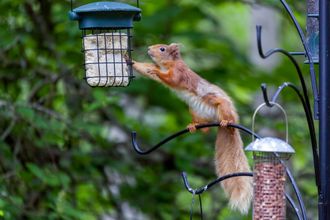 a squirrel reaches for food from a bird feeder