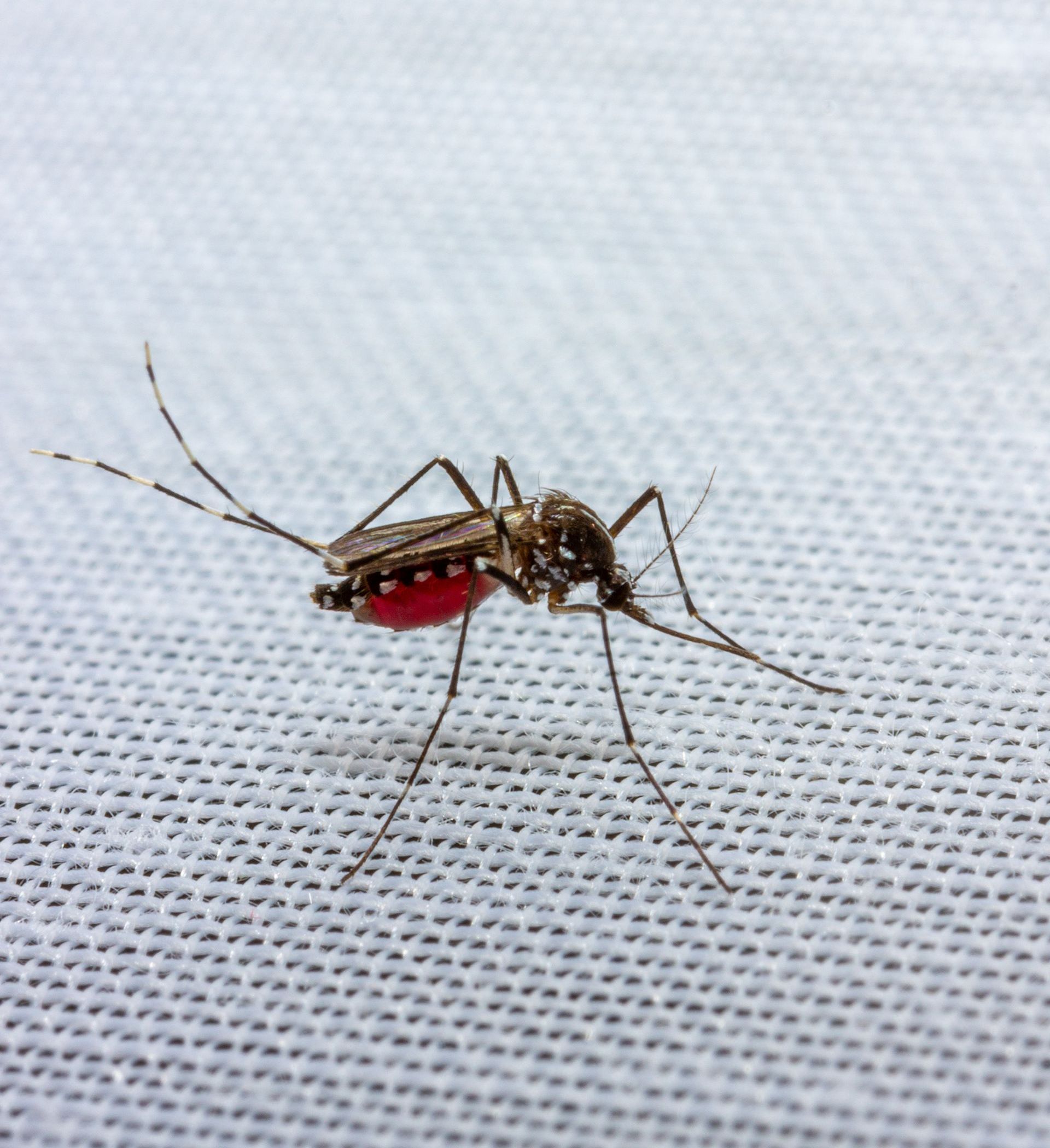 a close up of a mosquito on a white cloth
