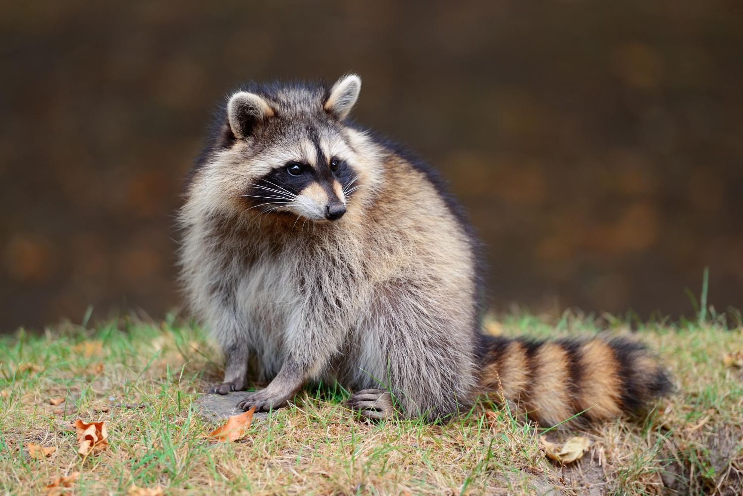 a raccoon is sitting in the grass looking at the camera
