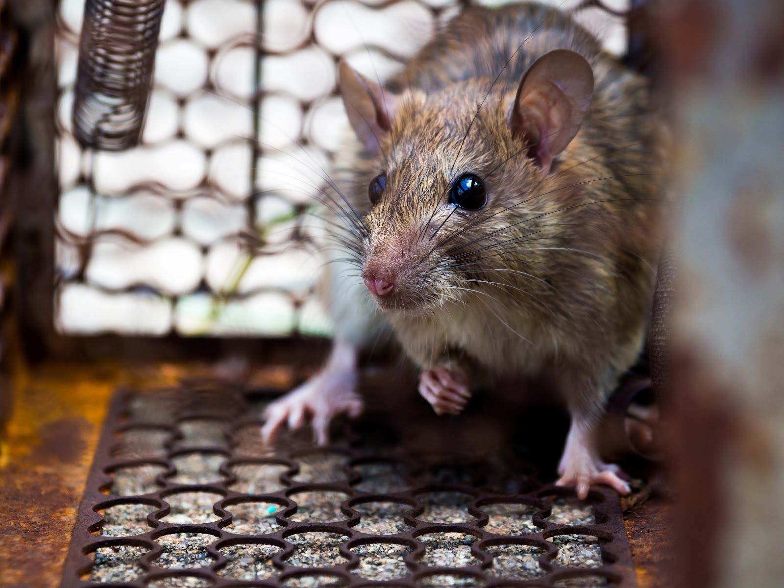 Brown rat trapped inside a rusty metal cage, looking directly at the viewer.