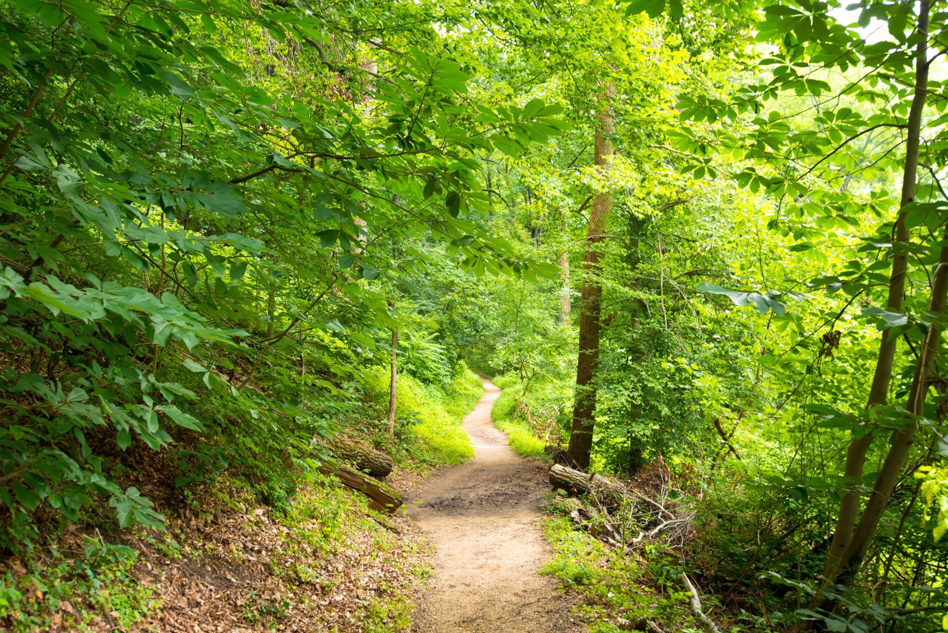 a path in the woods with lots of trees and leaves