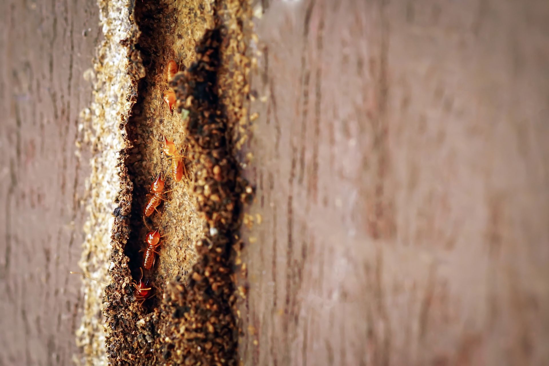 a group of termites are crawling on a piece of wood