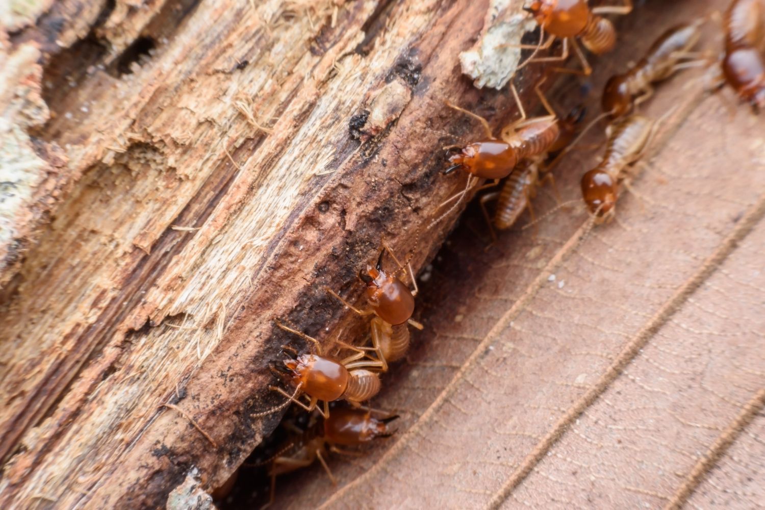 a group of termites are crawling on a piece of wood
