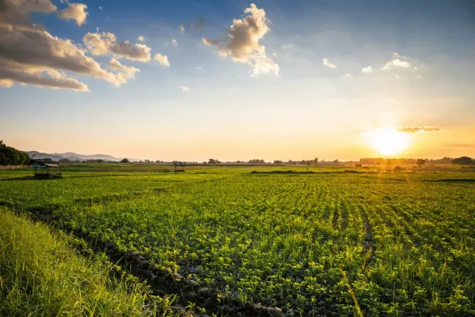 A green agricultural field stretches into the distance under a partly cloudy sky at sunset.