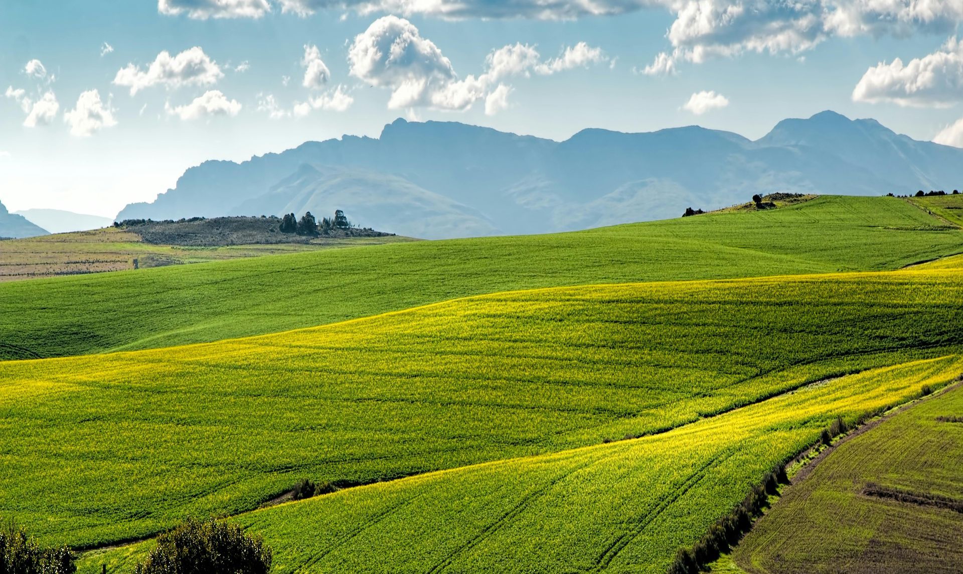 A green agricultural field stretches into the distance under a partly cloudy sky at sunset.