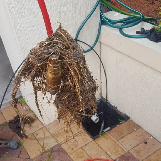 Tree roots acquired from hydro jetting a drain