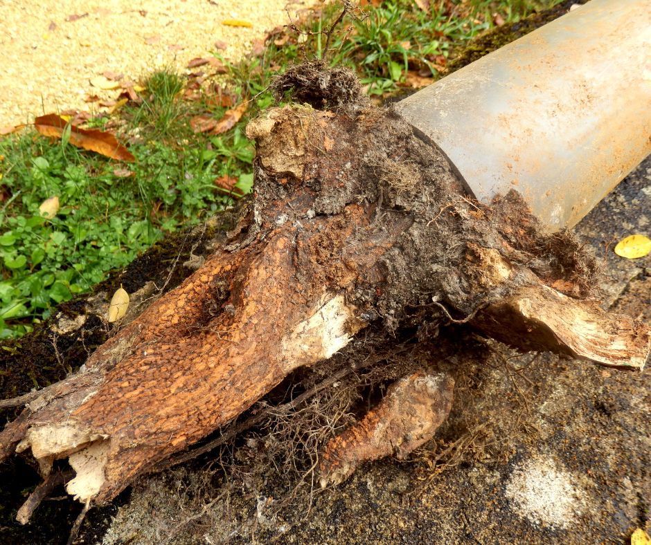 tree roots causing plumbing problems