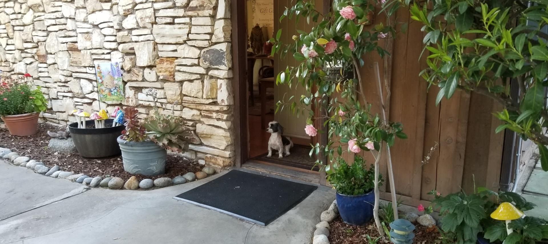 Kolby, the owner's dog waiting in the doorway for the next guest