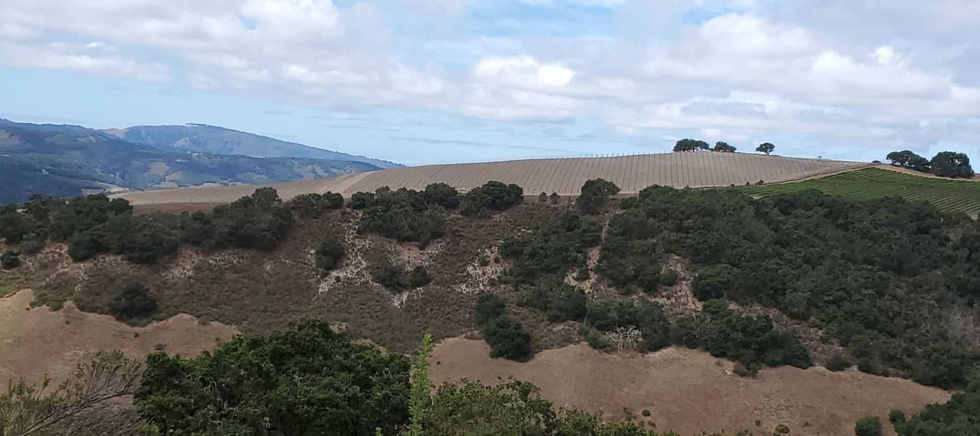 A view of a hillside with trees and mountains in the background.