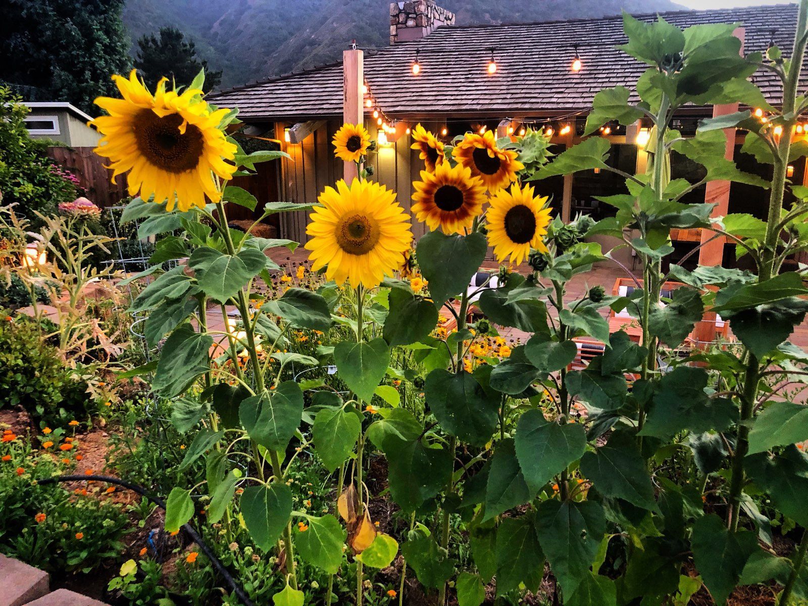 A bunch of sunflowers are growing in front of a house