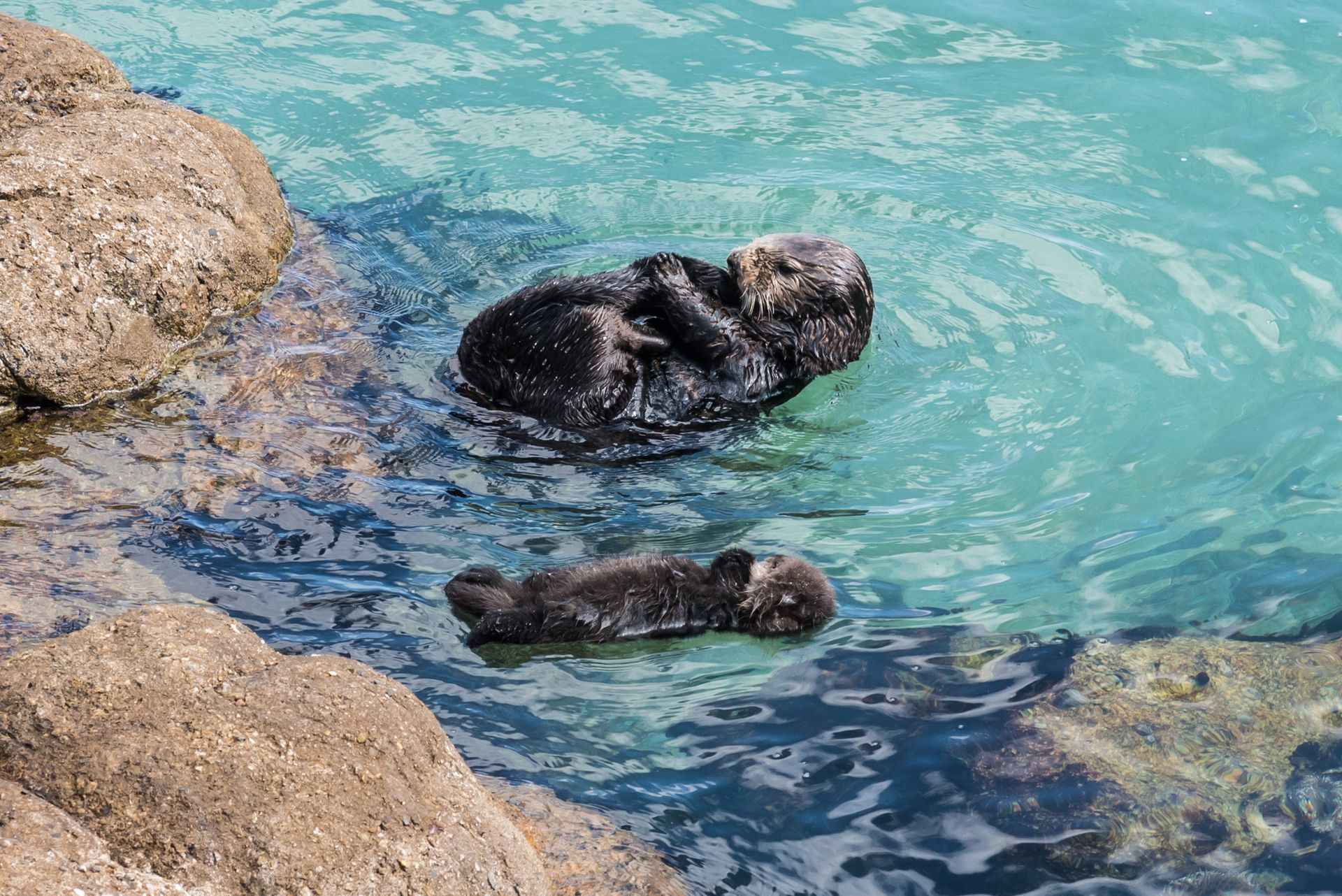 Two sea otters floating in turquoise water near rocks; one large, one small.