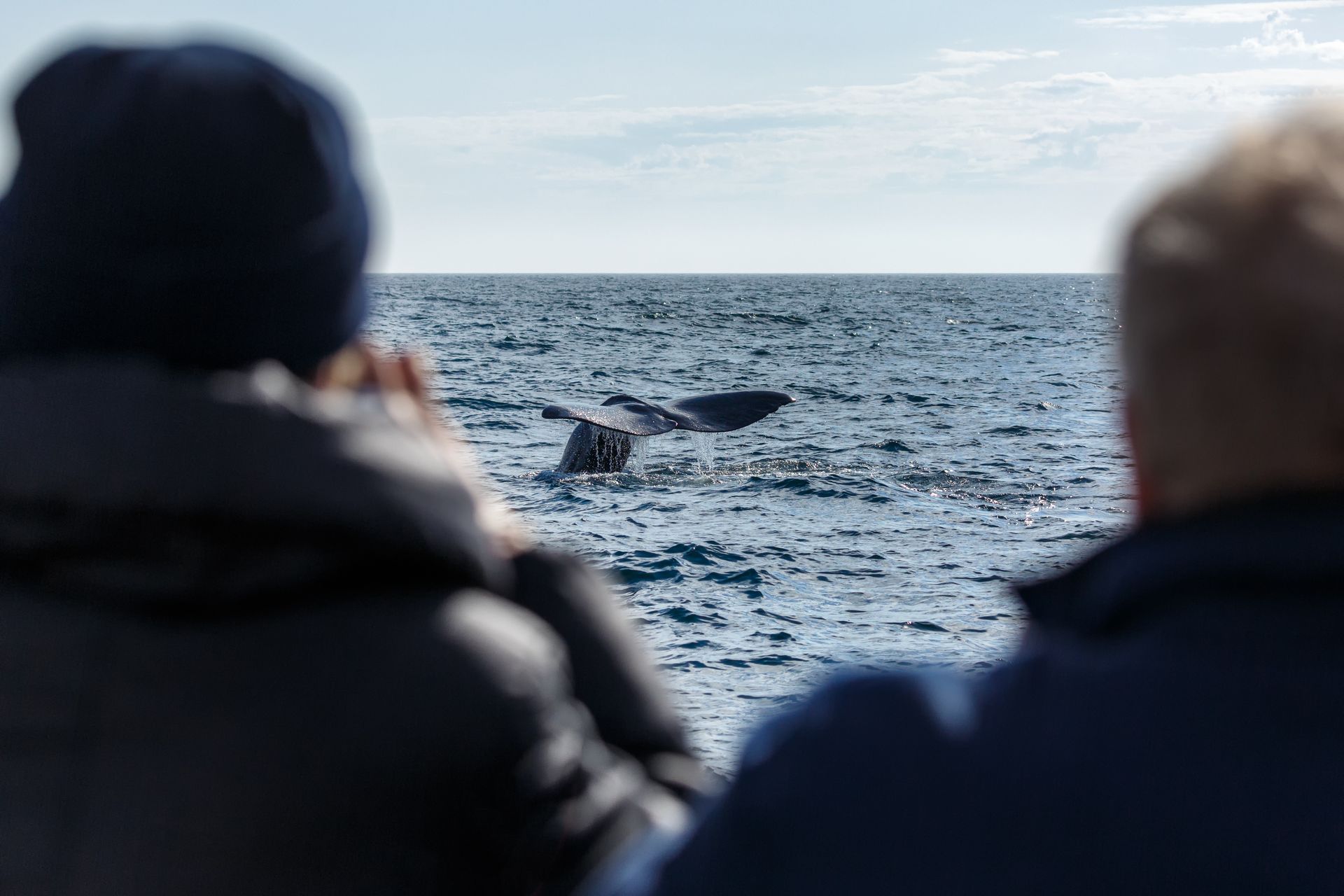 People watch a whale's tail rise above the ocean surface under a blue sky.