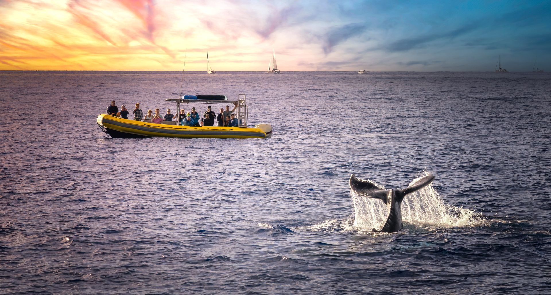 A whale's tail surfaces next to a tour boat on the ocean at sunset.