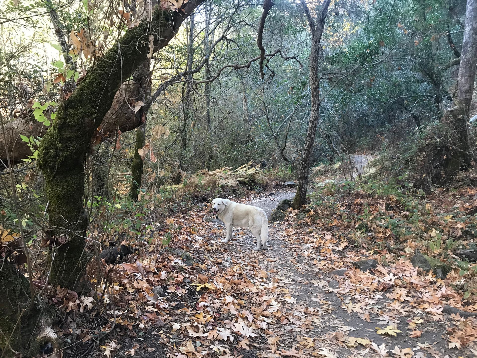 A white dog is standing on a path in the woods.