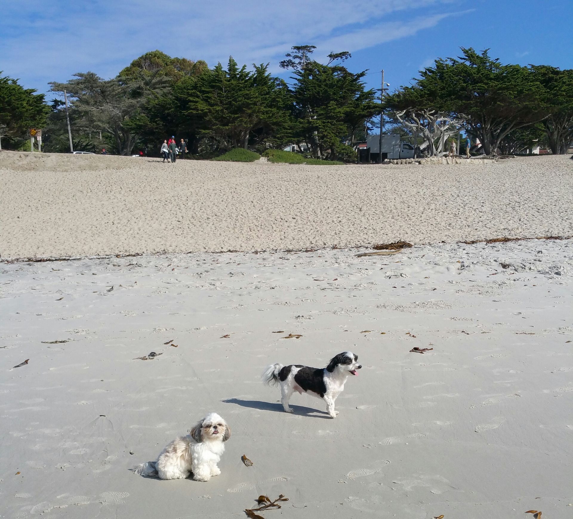 two small dogs off leash on Carmel Beach