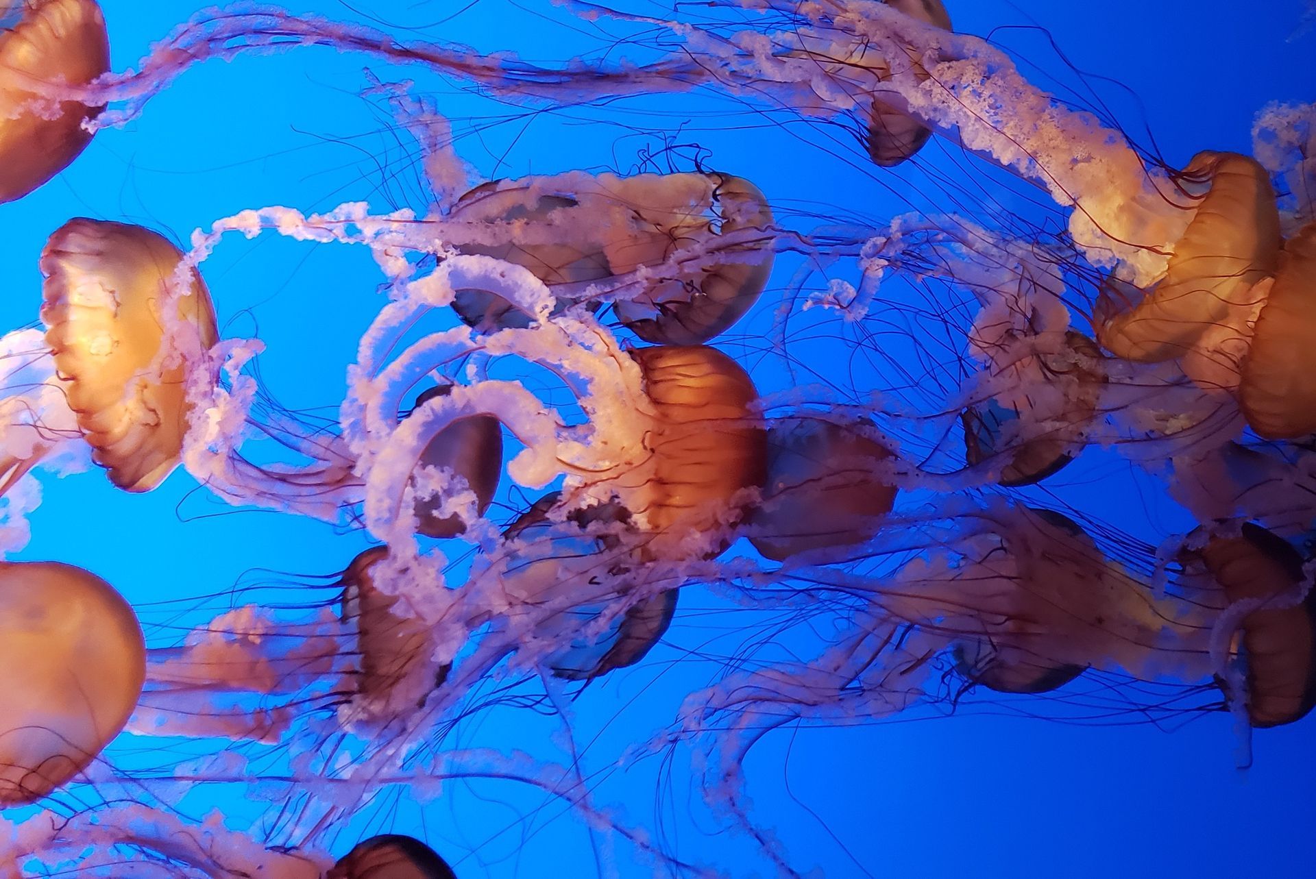 Orange and purple jellyfish in a blue aquarium.