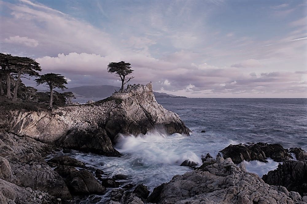 A tree on a rocky cliff overlooking the ocean