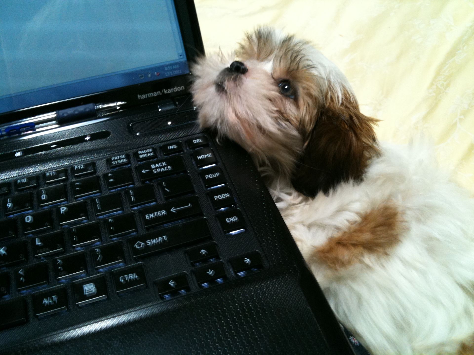 puppy with her head on a laptop looking up into her owner's eyes
