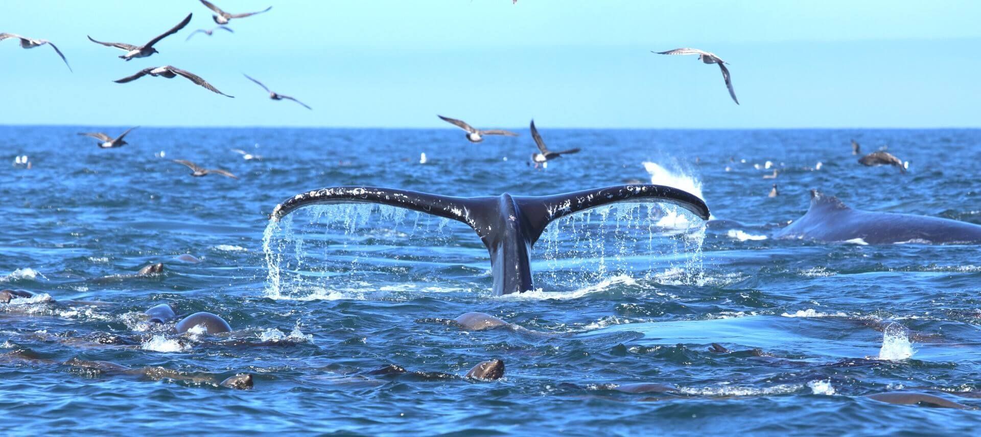 A humpback whale is swimming in the ocean surrounded by seagulls.