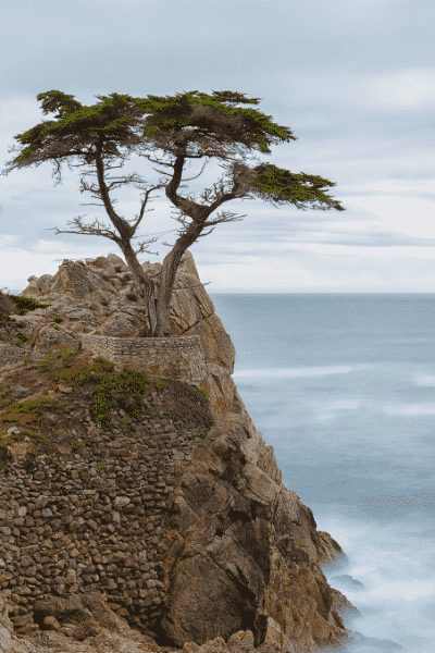 The Lone Cypress in Pebble Beach