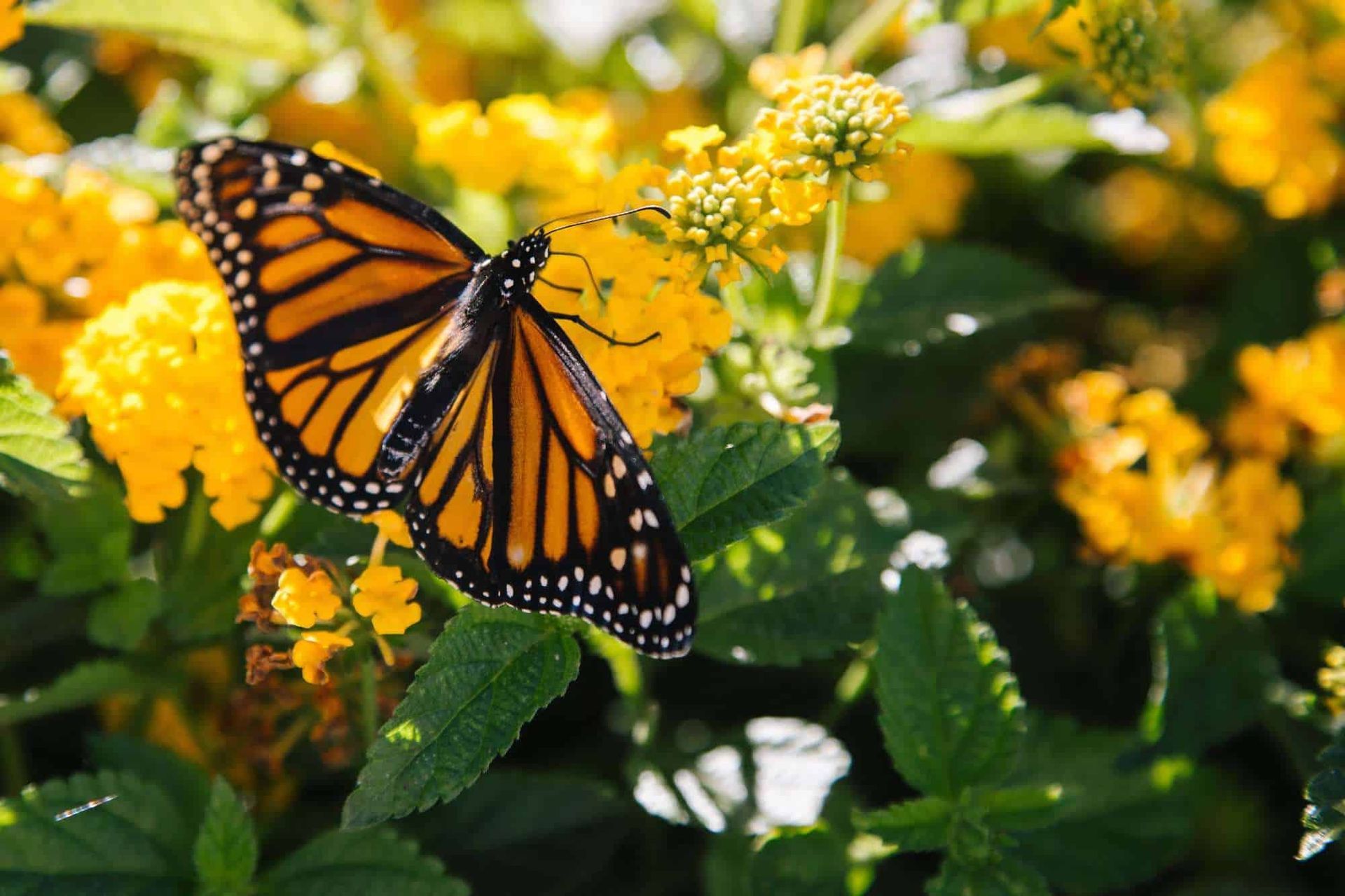 Monarch butterlfies on bright gold flowers with deep green leaves