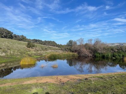 A small pond surrounded by grass and trees on a sunny day.