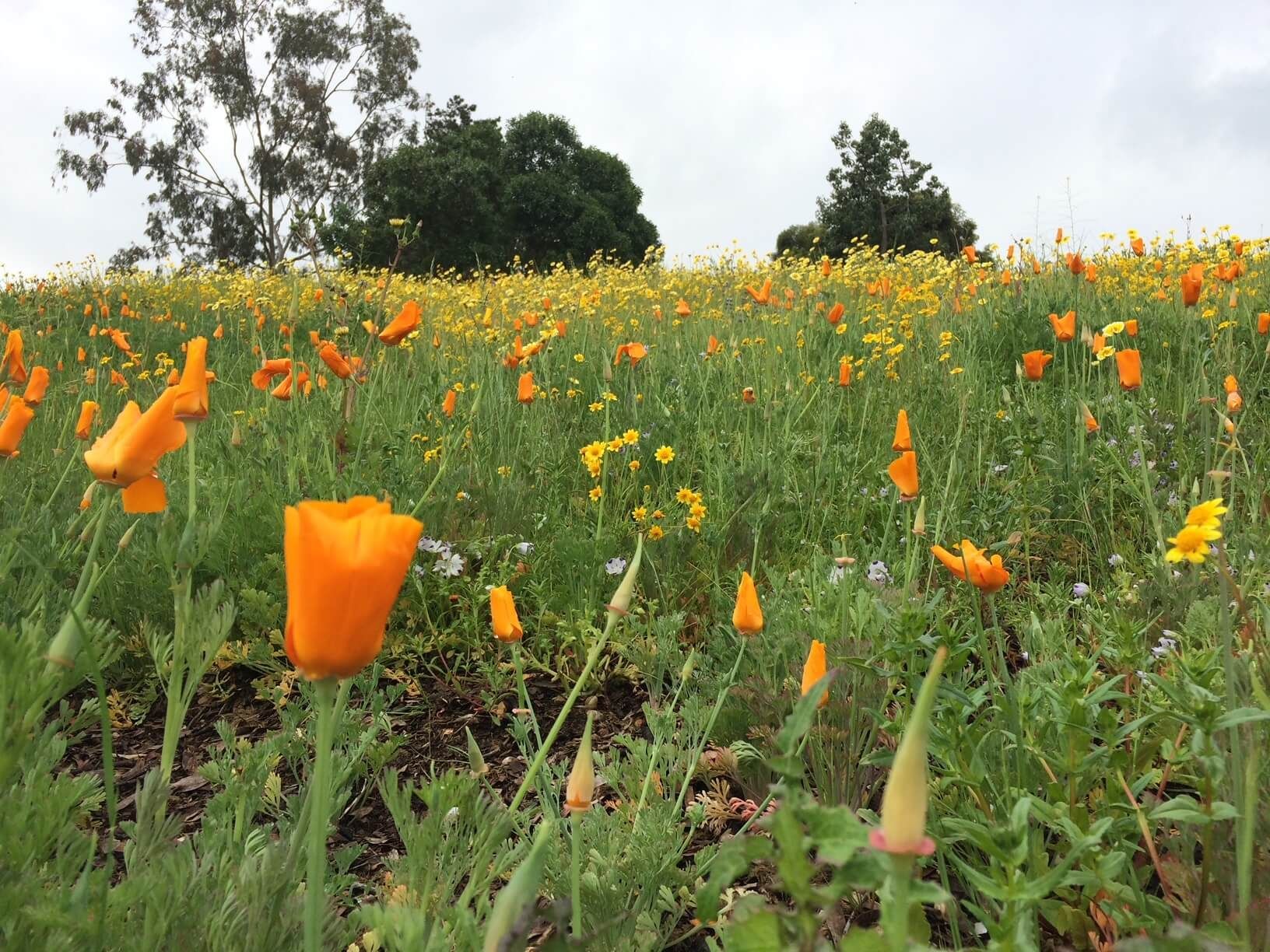 A field of yellow and orange flowers with trees in the background