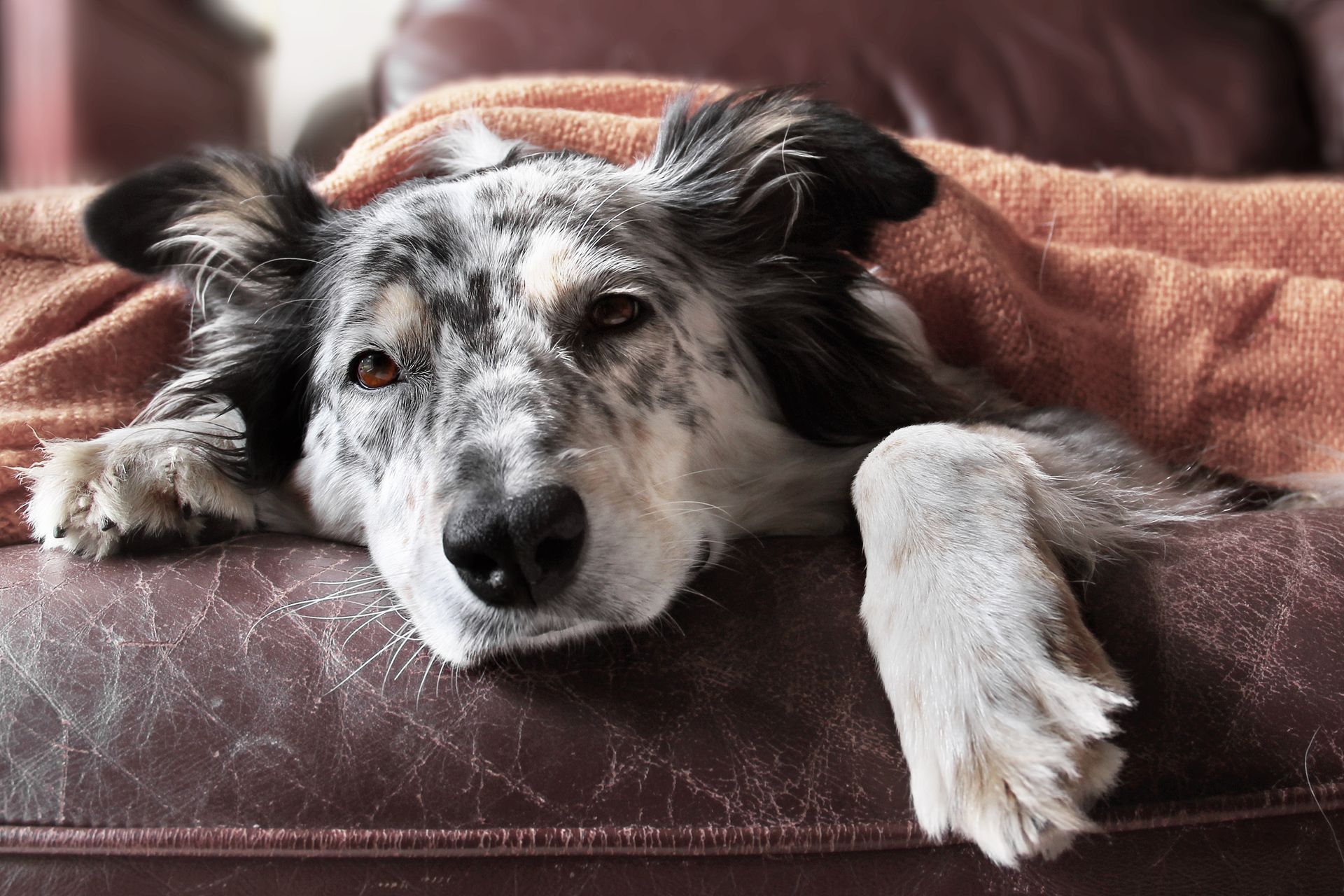 Dog with speckled fur rests on a brown couch, covered by an orange blanket.