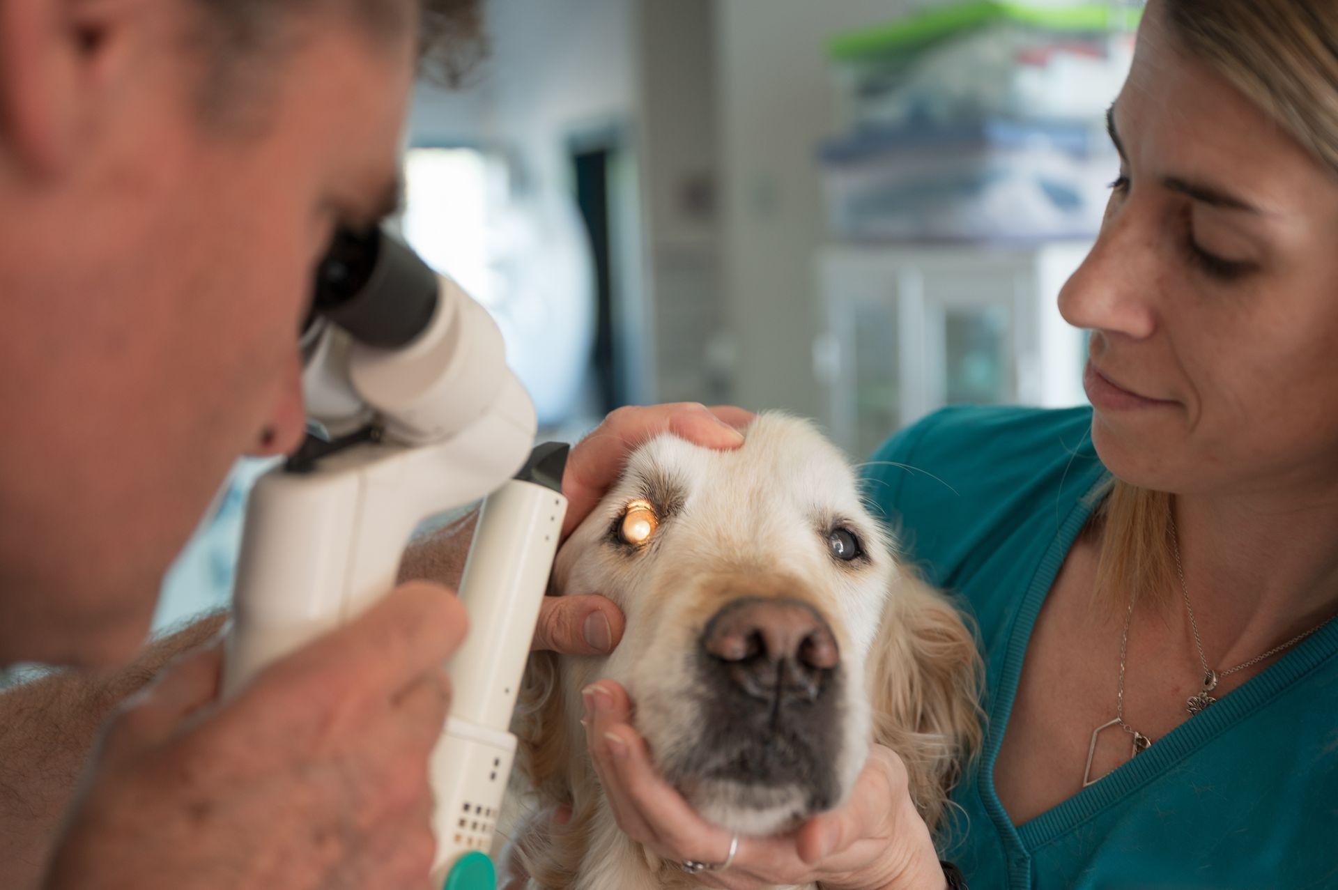 A veterinarian uses a slit lamp to examine a golden retriever's eye, while an assistant holds the dog's head steady.