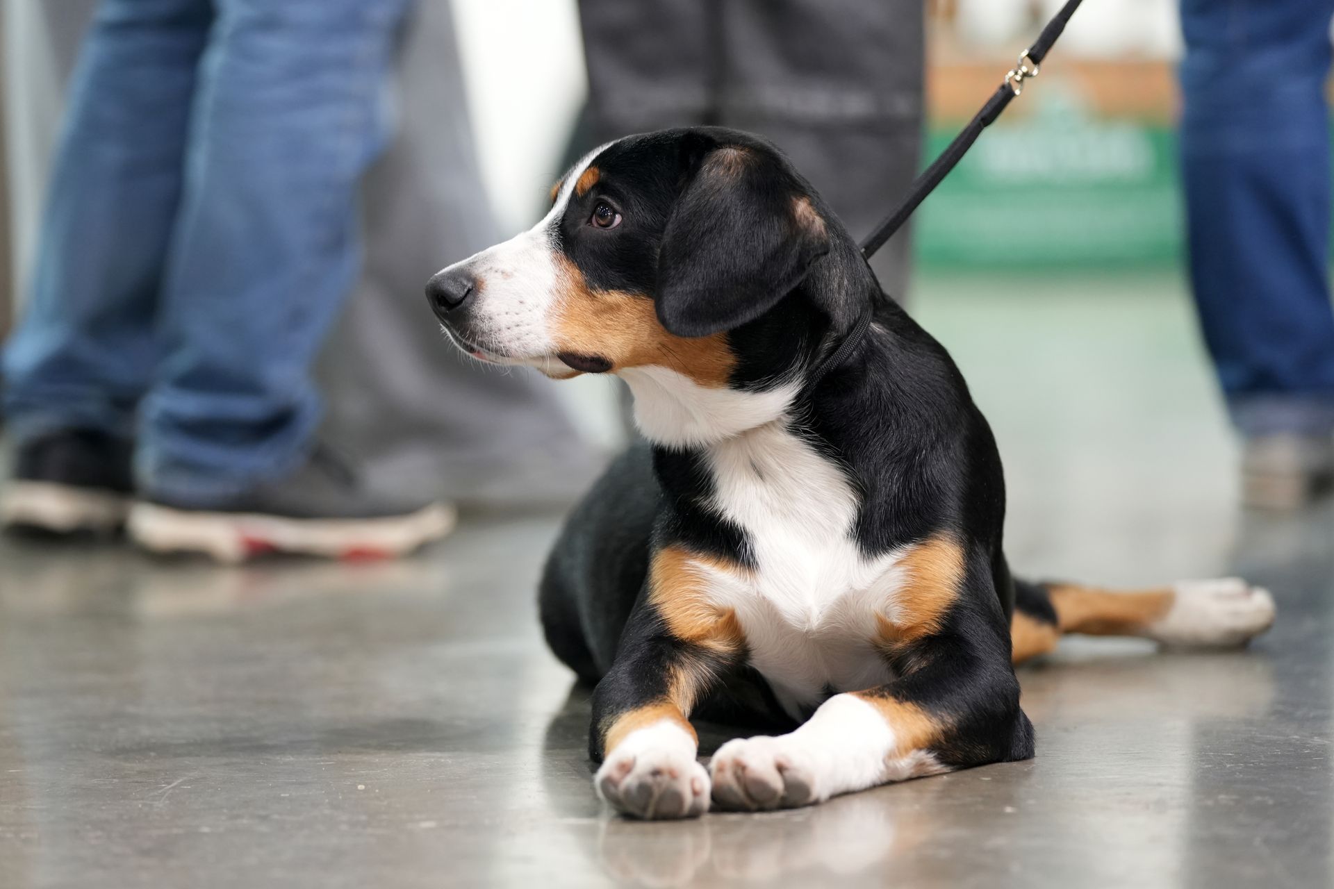 A tricolored Swiss mountain dog puppy lies on a floor, wearing a leash held by a person standing nearby.