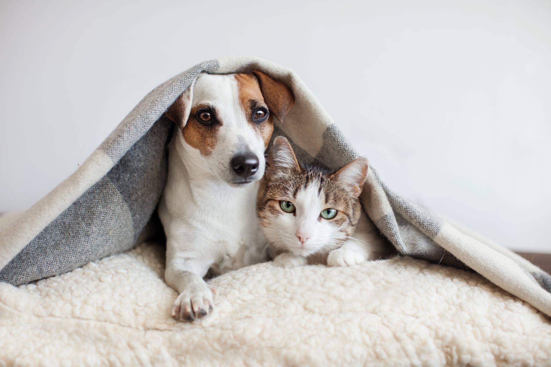 Dog and cat under a gray and white blanket, sharing a soft bed; both looking at camera.