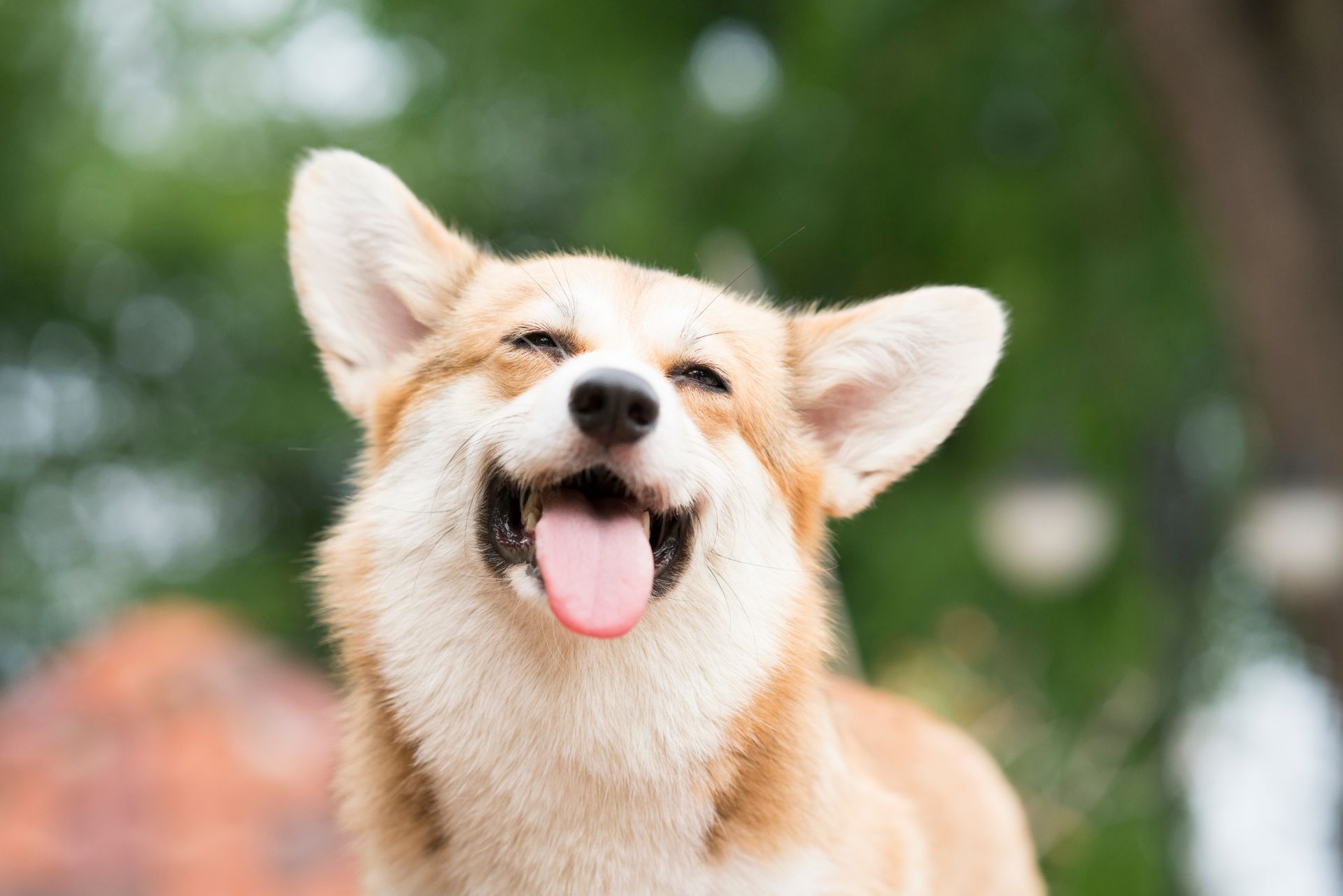 Happy corgi dog with open mouth and pink tongue, brown and white fur, green background.